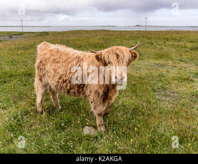 Un altopiano di mucca vicino carinish sull isola di North Uist Foto Stock