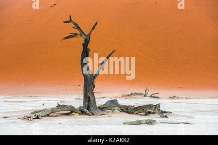 Morto alberi Camelthorn e dune rosse in Deadvlei, Sossusvlei, Namib-Naukluft National Park, Namibia Foto Stock
