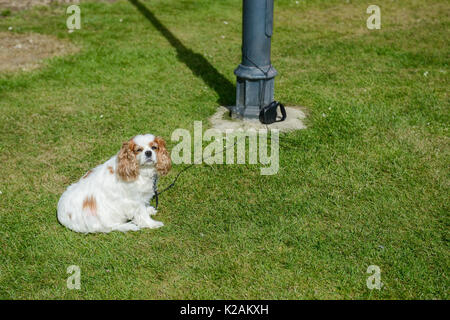 Un sovrappeso cane al guinzaglio legato ad un lampione cercando infelice. Foto Stock