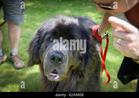 Un cane di Terranova di età compresa tra i 6 anni di età in un villaggio di dog show in Inghilterra. Foto Stock