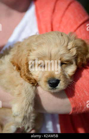 Un cucciolo cavapoo di età compresa tra 9 settimane vecchio addormentato tra le braccia del suo proprietario. Foto Stock