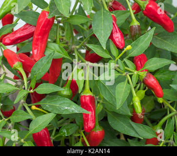 Peperoncino Apache coltivazione in serra Foto Stock