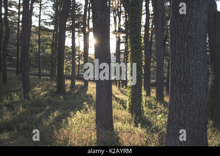 La luce del sole proveniente attraverso gli alberi nei boschi Foto Stock