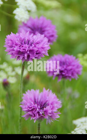 Viola cornflowers (Centaurea cyanus) e del Vescovo Fiore (Ammi majus) forma annuale di un prato pittorico in un giardino Inglese a metà estate,UK Foto Stock