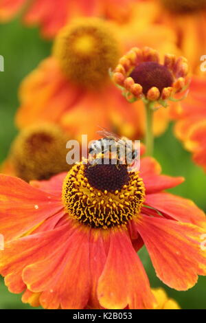 European miele delle api (Apis mellifera), bere il nettare da Helenium 'Waltraut', (Sneezeweed) al confine di un giardino inglese in tarda estate Foto Stock