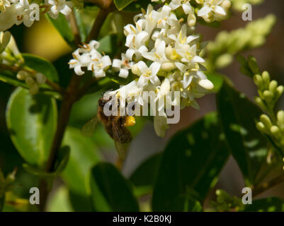 Il miele europeo bee, Apis mellifera, alimentando il ligustro fiore con piena di sacche di polline, Carmarthenshire, Galles Foto Stock