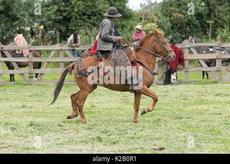 Giugno 3, 2017 Machachi, Ecuador: cowboy dalle Ande chiamato 'chagra' su hoseback indossando il tradizionale chaps Foto Stock