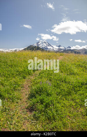 L'immagine verticale di un percorso informale attraverso i prati alpini, erbe e fiori selvatici della Skyline dividere con viste a Mt. Baker nel North Cascades Foto Stock