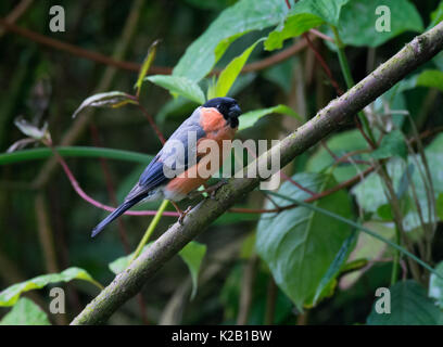 Bullfinch, Pyrrhula pyrrhula, maschio singolo sul ramo, Leigh, Regno Unito Foto Stock