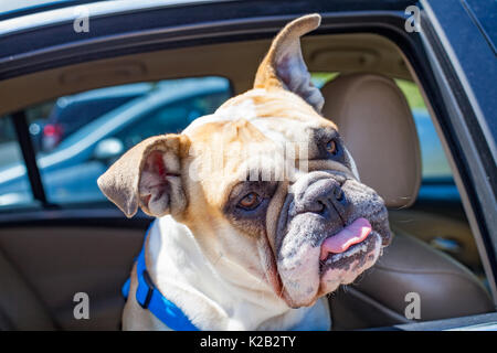 Immagine di un bulldog francese seduto in macchina Foto Stock
