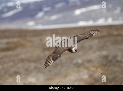 Long-tailed Skua, Stercorarius longicaudus, singolo adulto in volo. Presa in giugno, Spitsbergen, Svalbard, Norvegia Foto Stock