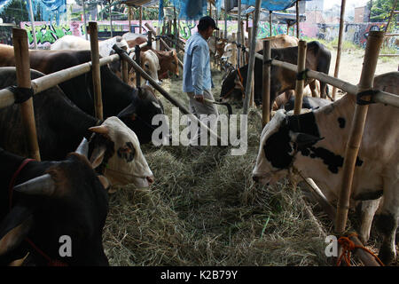 Bekasi distretto, Indonesia. Il 29 agosto, 2017. Il bestiame viene raccolto in una vendita di bestiame posto in Bekasi, West Java. Come i musulmani indonesiani preparato per Eid al-Adha o festival di sacrificio, Indonesia governo spinge le persone ad acquistare bestiame per i sacrifici che hanno superato l'esame sanitario ed etichettato "sano" dal Dipartimento di Agricoltura, come una tutela ai consumatori per evitare il carbonchio ematico, unghie e di afta epizootica. Credito: Tubagus Aditya Irawan/Pacific Press/Alamy Live News Foto Stock