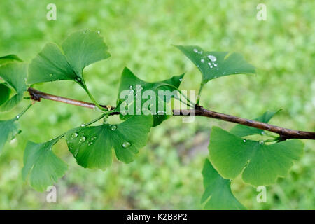 Dettaglio del Ginkgo lame con gocce di acqua Foto Stock