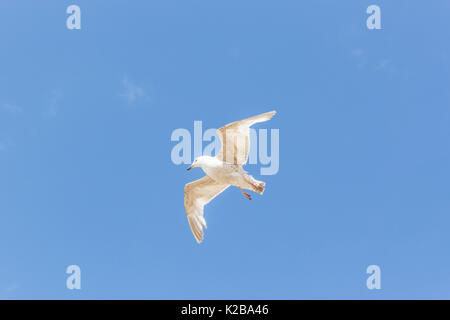 Lone seagull in volo. Foto Stock