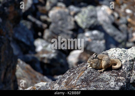 Meridionale (Viscacha Lagidium viscacia) prese in libertà vicino al Huaytapallana nevoso Foto Stock