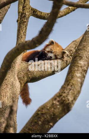 Panda rosso in appoggio sul ramo di fronte cielo blu, Cina Foto Stock