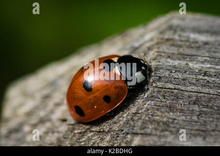 Macro close up ladybird beetle sul palo di legno nella tarda estate Foto Stock