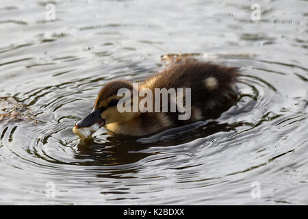 Dar da mangiare alle anatre. Giovani mallard anatroccolo mangiare pane Foto Stock