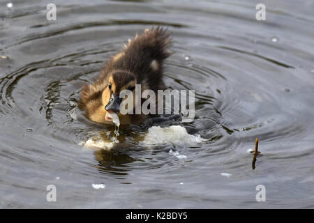 Dar da mangiare alle anatre. Giovani mallard anatroccolo mangiare pane Foto Stock