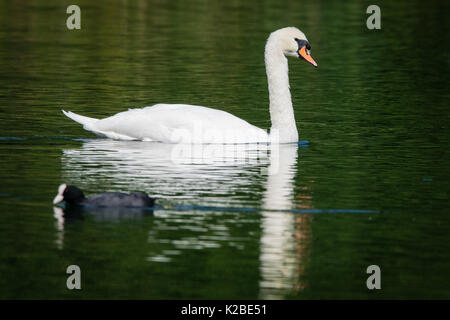 Nuotarono Mute nuoto sul tranquillo lago ancora con la riflessione in acqua Foto Stock