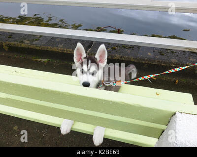 Siberian Husky cucciolo sdraiato su una panchina nel parco Foto Stock