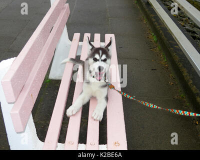 Siberian Husky cucciolo sdraiato su una panchina nel parco Foto Stock