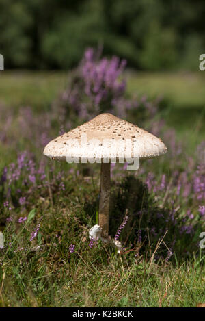 Parasol (fungo Macrolepiota procera) cresce in una brughiera impostazione, West Sussex, Regno Unito Foto Stock