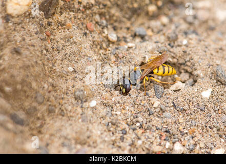 Bee-killer wasp (Philanthus triangulum) scavare un foro. La specie è anche noto come bee-lupo ed è un tipo di digger wasp. Foto Stock