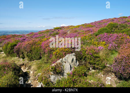 Moel Smytho collina brughiera coperto in fiore Heather e Gorse in fine estate. Waunfawr, Caernarfon, Gwynedd, Galles, Regno Unito, Gran Bretagna Foto Stock