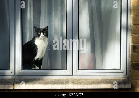 Curioso in bianco e nero gatto seduto sulla finestra e guardando alla strada di città Foto Stock