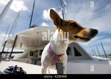 Terrier cane " pickles' a bordo di Elvis, un cannoniere 60 ad Antigua Race Week in Antigua, dei Caraibi. Foto Stock