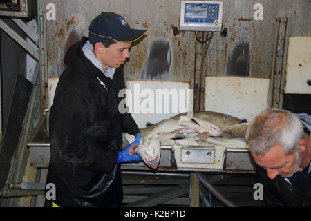 Giovane pescatore lavora nel pesce-tenere premuto su un mare del Nord trawler imbarcazione. Luglio 2016. Foto Stock