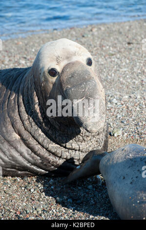 Northern guarnizione di elefante (Mirounga aangustirostris) maschio sulla spiaggia, Baja California, Messico. Foto Stock