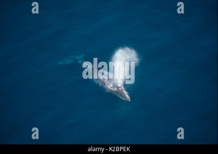 Balena Grigia (Eschrichtius robustus) vista aerea della migrazione delle balene, Costa della California, USA, Oceano Pacifico orientale Foto Stock