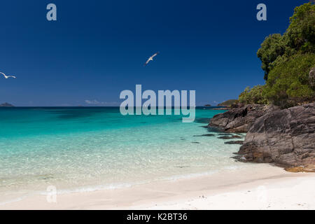 Costa dell'Isola di Hamilton, parte del Whitsunday Island gruppo, Queensland, Australia, novembre 2012. Foto Stock