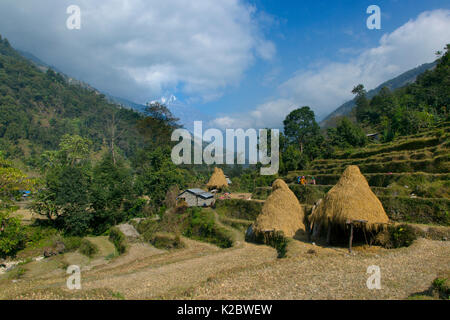 Essiccazione di paglia sulla collina di terrazze, vicino al villaggio di montagna di Ghandruk, con Annapurna mountain in background, Modi Khola Valley, Himalaya, Nepal. Novembre 2014. Foto Stock