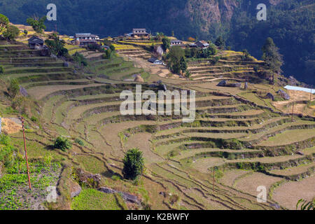 Terrazza allevamento, vicino al villaggio di montagna di Ghandruk. Modi Khola Valley, Himalaya, Nepal. Novembre 2014. Foto Stock