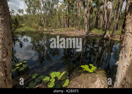 Bitter Springs Thermal Pool, Elsey, il Parco Nazionale del Territorio del Nord, l'Australia. Foto Stock