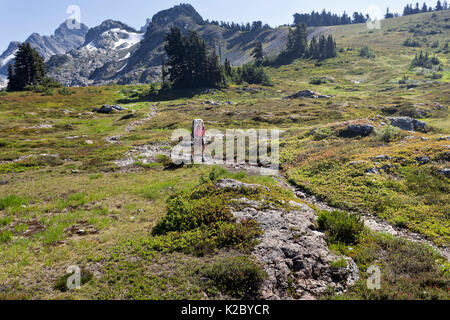 Vicky molla escursionismo i prati aperti sulle tre dita Trail in Boulder River Wilderness, Mount Baker-Snoqualmie Foresta Nazionale, Washington, USA, Agosto 2014. Modello rilasciato. Foto Stock