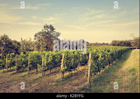 Paesaggio di campagna con vigneto. Paesaggio agrario. Panorama rurale. Foto con effetto vintage. Foto Stock