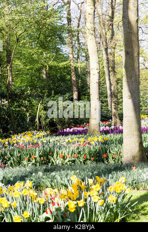 Giardini Keukenhof in Amsterdam, Olanda. Bellissimi i tulipani. Foto Stock