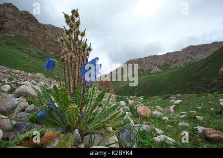 Scarola papavero blu (Meconopsis horridula ) Serxu, Shiqu county, nella provincia di Sichuan, Qinghai-Tibet altopiano, Cina. Agosto. Foto Stock
