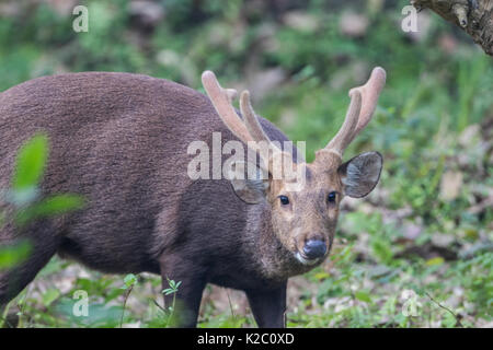 Il Porco indiano deer (Hyelaphus porcinus) è abbondantemente visto nel Parco Nazionale di Kaziranga, Assam, India. Foto Stock