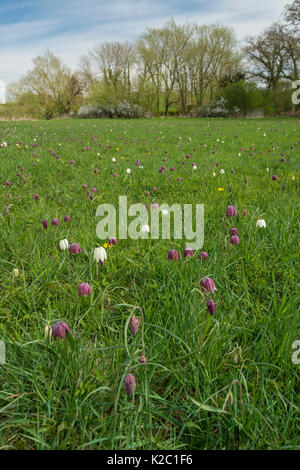 Fritillary Snakeshead (Fritillaria meleagris) fiore nel prato di habitat, Buckinghamshire, Inghilterra, Regno Unito, Aprile. Foto Stock