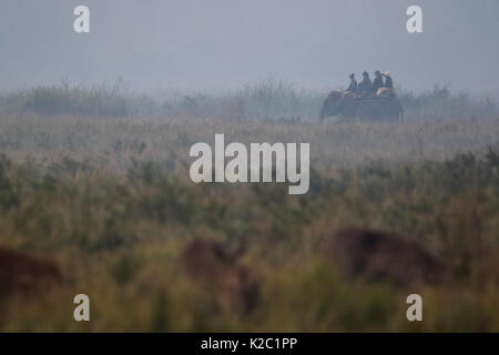 Elephant safari per osservare la fauna selvatica nel parco nazionale di Kaziranga, Assam sulla mattina di inverno Foto Stock