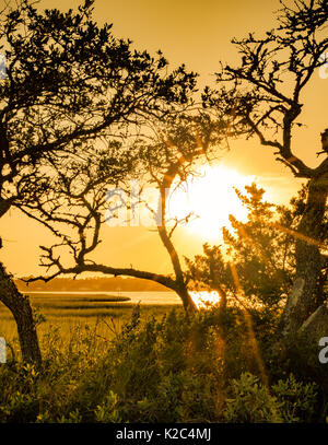 I giovani vivono meridionale Oaks stagliano contro il sole di setting su Boga suono a NC Outer Banks Isola di Smeraldo. Giallo, Marrone, verde Sun su acqua riflessa Foto Stock