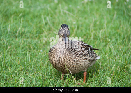 Carino marrone wild duck camminare sull'erba verde all'esterno. Foto Stock