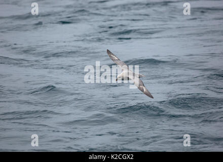 Northern Fulmar, Fulmaris glacialis, singolo adulto in volo sopra il mare. Presa in giugno, Spitsbergen, Svalbard, Norvegia Foto Stock