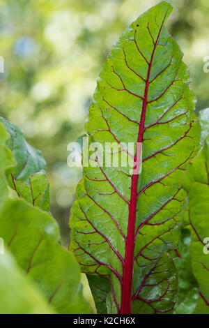 Beta vulgaris. I giovani Svizzeri chard 'luci luminose' in una patch vegetale Foto Stock