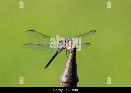 In alto di vedere da vicino una libellula mangiare un altro insetto Foto Stock